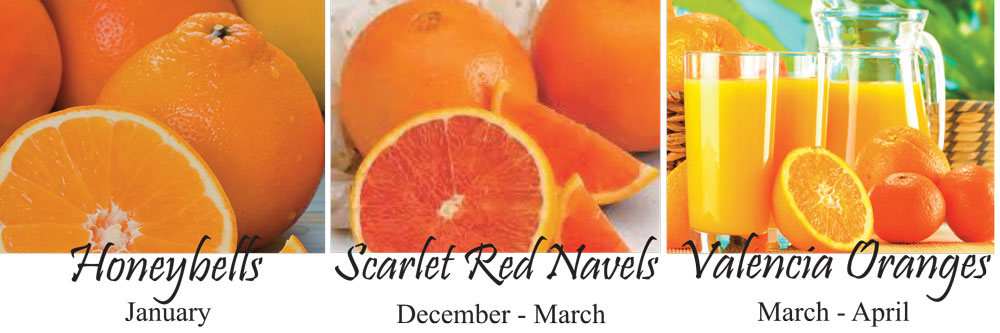 Scarlet Red Navel Oranges